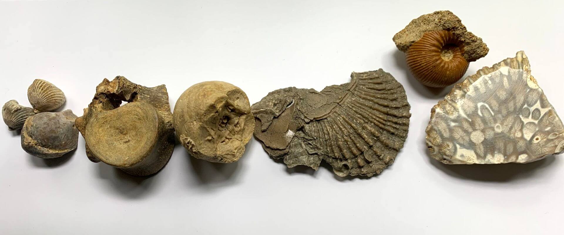 rock rescue donate your fossil collection 1920