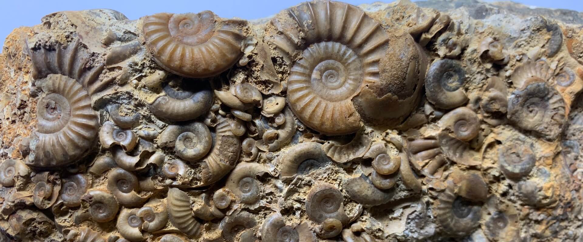 rock rescue donate your fossil collection 1920