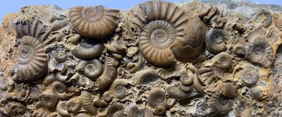 rock rescue donate your fossil collection 1920